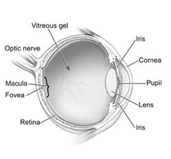 Cross section of the eye